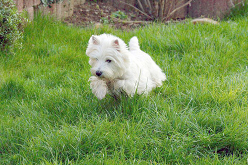 Bonny :: Bettyhill’s Westies