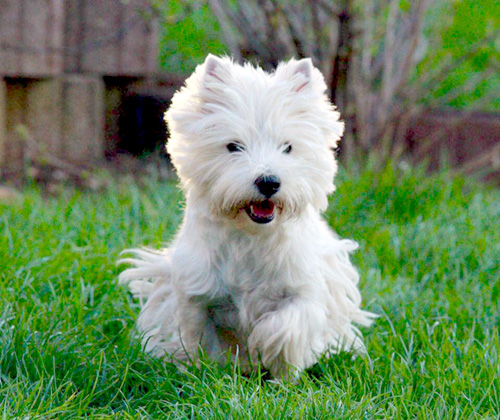 Bonny :: Bettyhill’s Westies