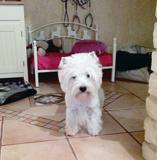 Bonny :: Bettyhill’s Westies