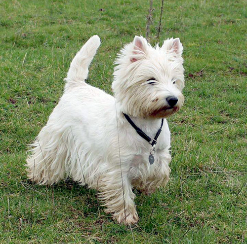 Bonny :: Bettyhill’s Westies