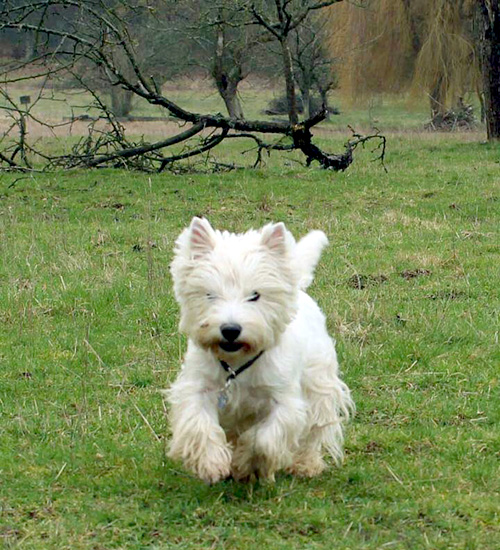 Bonny :: Bettyhill’s Westies