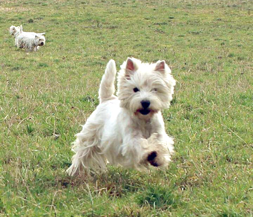 Bonny :: Bettyhill’s Westies