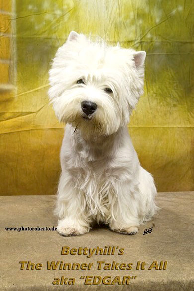 Edar in Bremen :: Bettyhills Westies