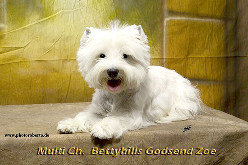 Zoe in Bremen :: Bettyhills Westies