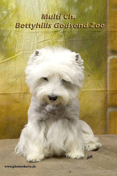 Zoe in Bremen :: Bettyhills Westies