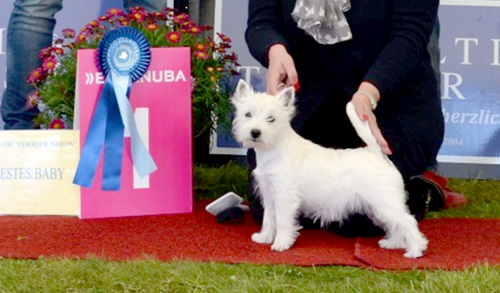 Baltic Terrier Show 2017