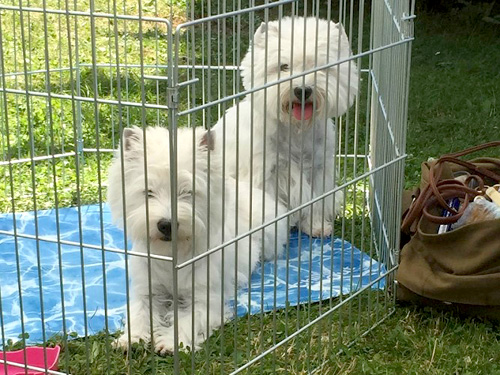 Dog in Park 2015 :: Bettyhill’s Westies