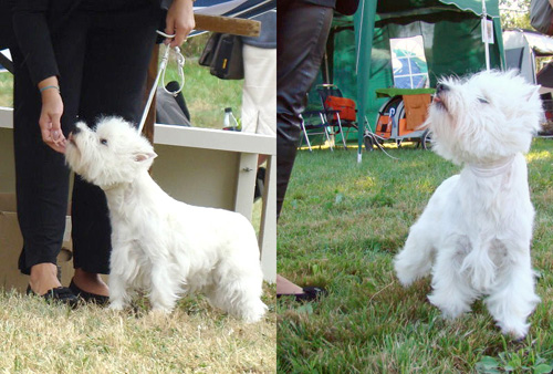 Eiken :: Bettyhill’s Westies