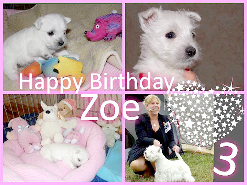 Happy Birthday Zoe :: Bettyhill’s Westies