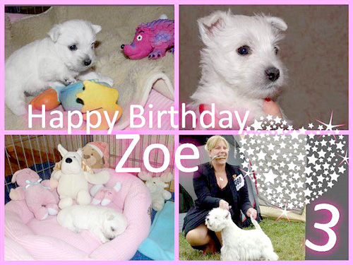 Happy Birthday Zoe :: Bettyhill’s Westies