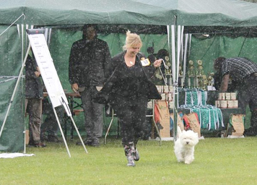 Ausstellung in Köppern :: Bettyhills Westies