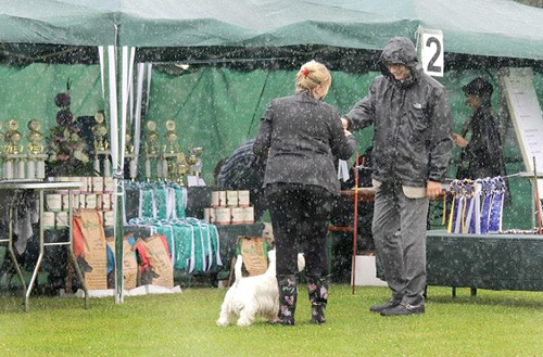 Ausstellung in Köppern :: Bettyhills Westies