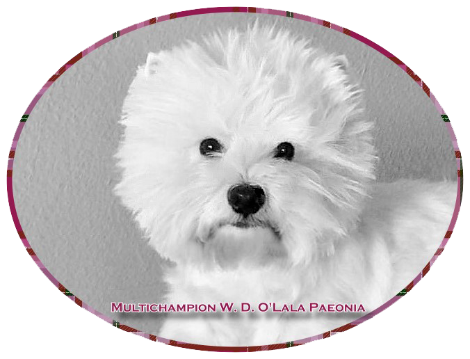 Mia :: Bettyhill’s Westies