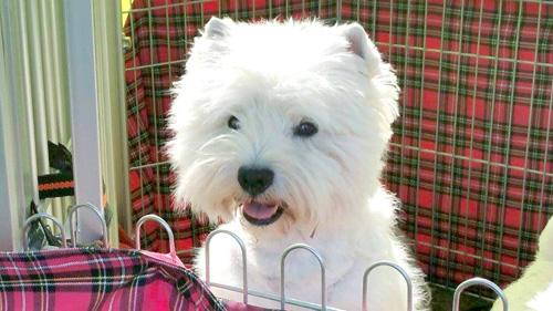 Mia :: Bettyhill’s Westies