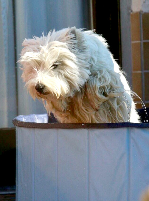 Pool-Party bei den Bettyhills Westies