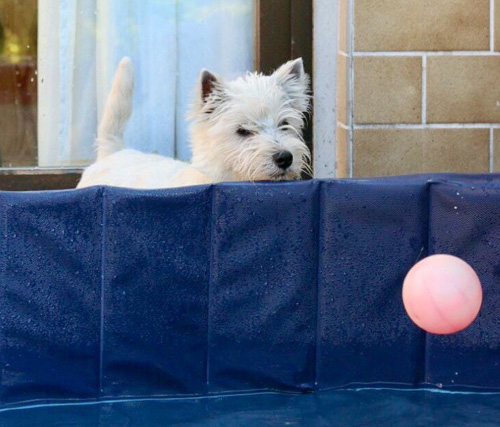 Pool-Party bei den Bettyhills Westies