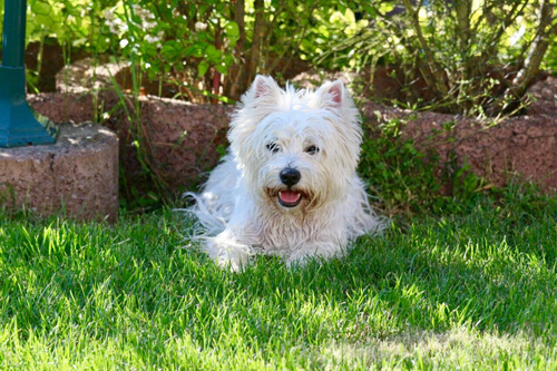 Pool-Party bei den Bettyhills Westies