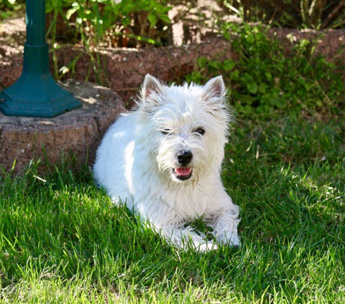 Pool-Party bei den Bettyhills Westies