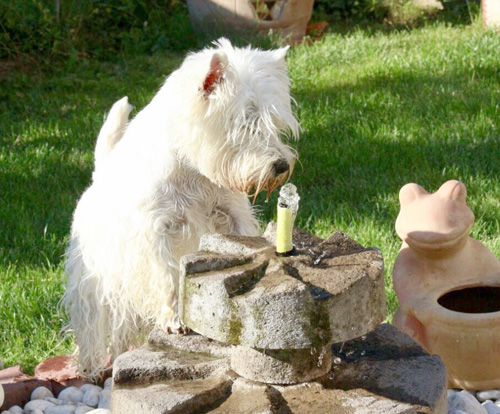 Pool-Party bei den Bettyhills Westies