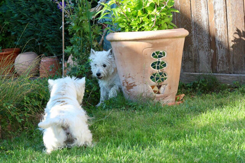 Pool-Party bei den Bettyhills Westies