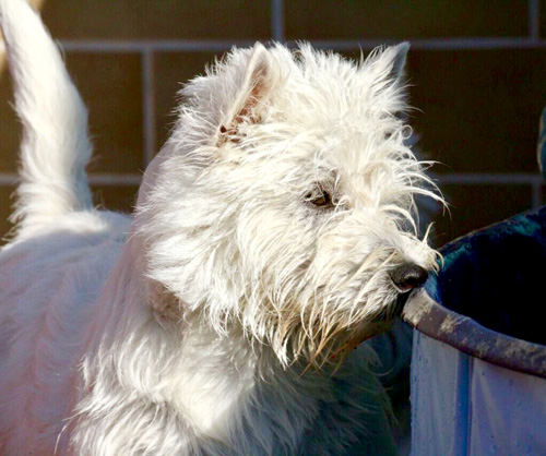 Pool-Party bei den Bettyhills Westies