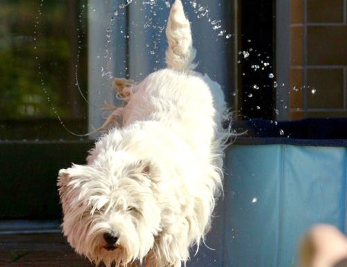 Pool-Party bei den Bettyhills Westies