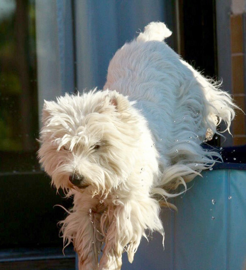 Pool-Party bei den Bettyhills Westies