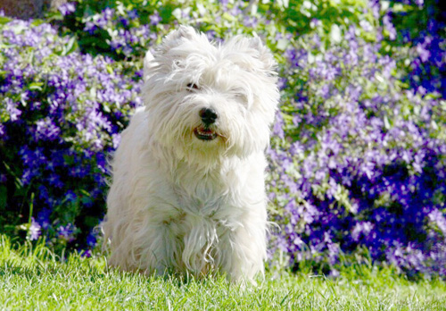 Pool-Party bei den Bettyhills Westies