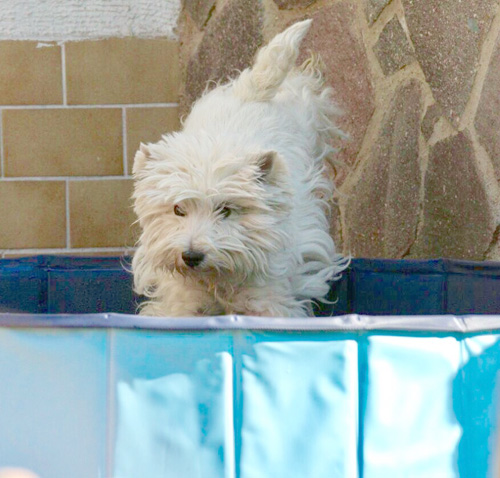 Pool-Party bei den Bettyhills Westies