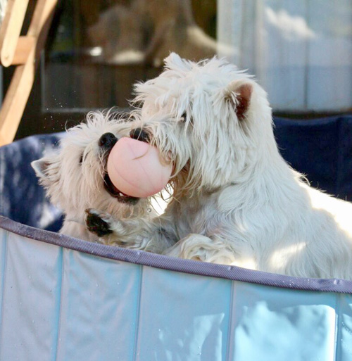 Pool-Party bei den Bettyhills Westies