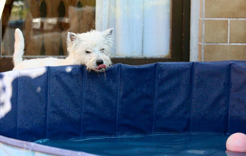 Pool-Party bei den Bettyhills Westies