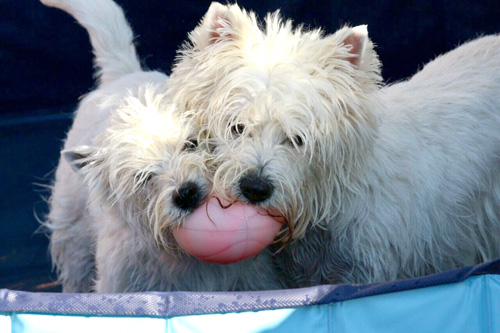 Pool-Party bei den Bettyhills Westies