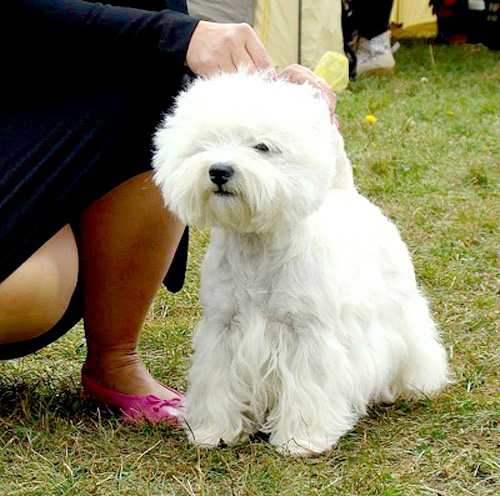 Ungarn 2014 :: Bettyhill’s Westies