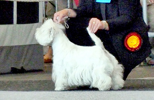 Zoe in Bremen :: Bettyhills Westies