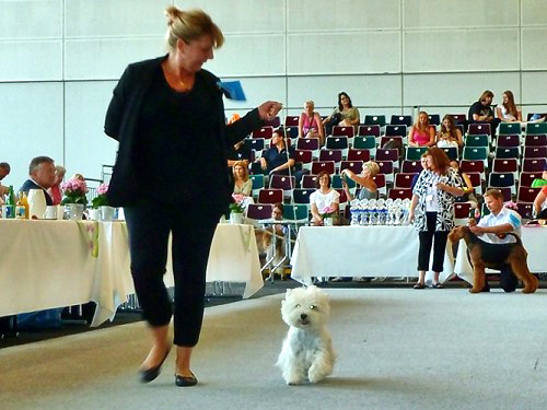 Zoe in Bremen :: Bettyhills Westies